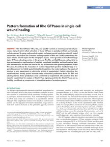 Pattern formation of Rho GTPases in single cell wound healing  ARTICLE