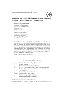 Models for the Length Distributions of Actin Filaments: