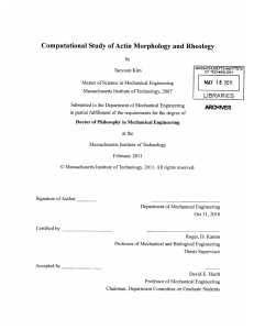Computational Study of Actin  Morphology  and Rheology 18 LIBRARIES 2011