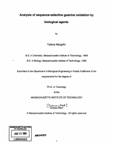 Analysis of sequence-selective  guanine  oxidation by biological agents Yelena Margolin by