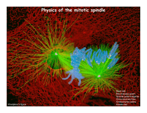 Physics of the mitotic spindle