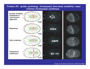 Problem #3: spindle positioning; chromosomal directional instability; mono- oriented chromosomal oscillations