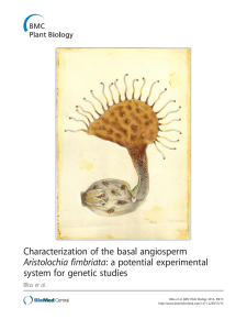 Characterization of the basal angiosperm Aristolochia fimbriata: a potential experimental