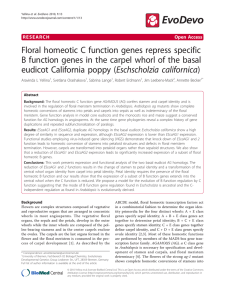 Floral homeotic C function genes repress specific