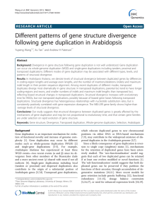 Different patterns of gene structure divergence following gene duplication in Arabidopsis