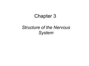 Chapter 3 Structure of the Nervous System