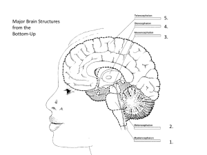 5. Major Brain Structures 4. from the