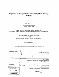 Regulation of the Spindle Checkpoint  by Mad2 Binding Proteins by