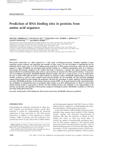 Prediction of RNA binding sites in proteins from amino acid sequence