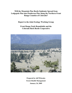 Will the Mountain Pine Beetle Epidemic Spread from