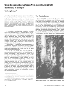 (Sequoiadendron giganteum Buchholz) in Europe The Way to Europe Wolfgang Knigge