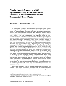 Quercus agrifolia Mycorrhizae Deep within Weathered Bedrock: A Potential Mechanism for
