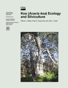 Acacia koa and Silviculture