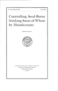 Controlling Seed-Borne Stinking Smut of Wheat by Disinfectants