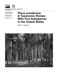 Pinus ponderosa A Taxonomic Review With Five Subspecies in the United States