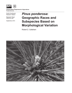 Pinus ponderosa : Geographic Races and Subspecies Based on