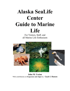 Alaska SeaLife Center Guide to Marine Life