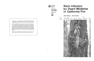 by Stem Infection Dwarf Mistlet&lt;&gt;.e in California Firs