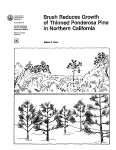 Brush Reduces Growth of Thinned Pine in Northern California