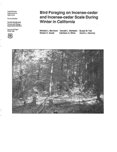 Bird Foraging on ineense-cedar and incense-cedar Scale During Winter in California Range