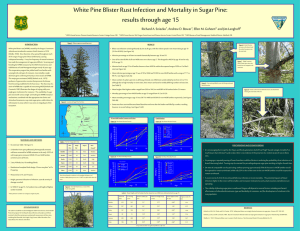 White Pine Blister Rust Infection and Mortality in Sugar Pine: