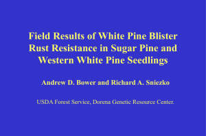 Field Results of White Pine Blister Western White Pine Seedlings