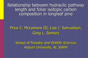 Relationship between hydraulic pathway length and foliar isotopic carbon