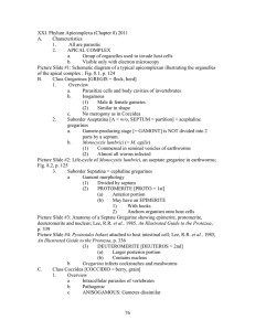 XXI. Phylum Apicomplexa (Chapter 8) 2011 A. Characteristics