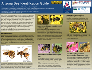 Arizona Bee Identification Guide