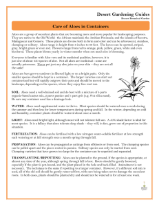 Desert Gardening Guides Care of Aloes in Containers