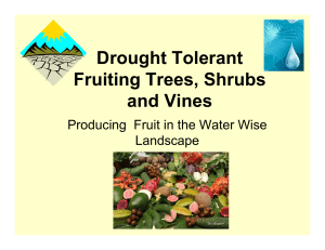 Drought Tolerant Fruiting Trees Shrubs Fruiting Trees, Shrubs and Vines