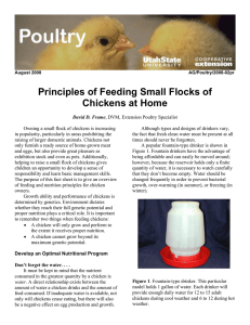 Principles of Feeding Small Flocks of Chickens at Home