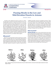 Pruning Shrubs in the Low and Mid-Elevation Deserts in Arizona