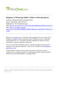 Response of Wintering Steller’s Eiders to Herring Spawn