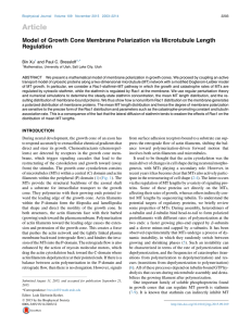Article Model of Growth Cone Membrane Polarization via Microtubule Length Regulation Xu