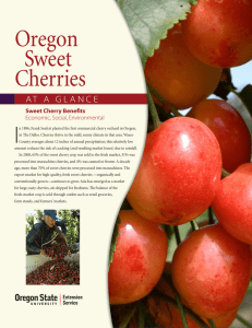 Oregon Sweet Cherries I