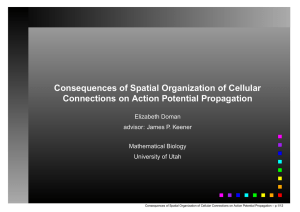 Consequences of Spatial Organization of Cellular Connections on Action Potential Propagation