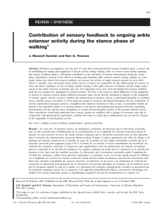 Contribution of sensory feedback to ongoing ankle walking REVIEW / SYNTHÈSE