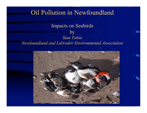 Oil Pollution in Newfoundland Impacts on Seabirds by Stan Tobin