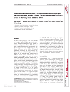Salmonid alphavirus (SAV) and pancreas disease (PD) in