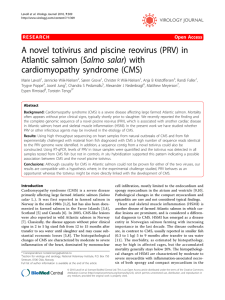 A novel totivirus and piscine reovirus (PRV) in cardiomyopathy syndrome (CMS)