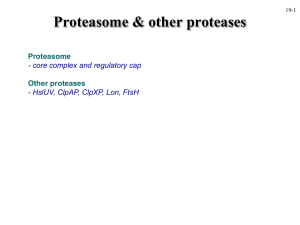 Proteasome &amp; other proteases Proteasome Other proteases - core complex and regulatory cap