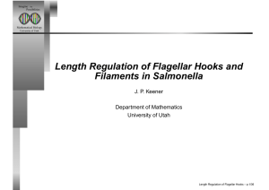 Length Regulation of Flagellar Hooks and Filaments in Salmonella J. P. Keener
