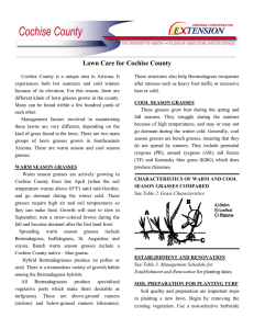 Lawn Care for Cochise County