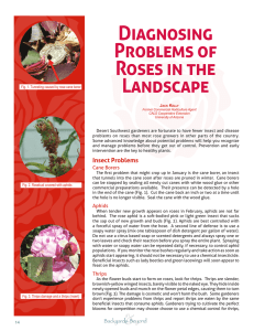 Diagnosing Problems of Roses in the Landscape