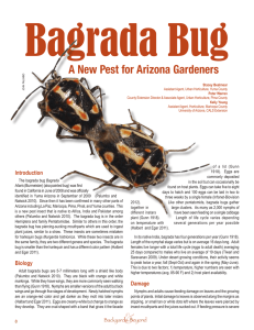 Bagrada Bug A New Pest for Arizona Gardeners
