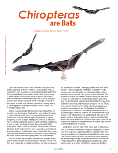 Chiropteras are Bats