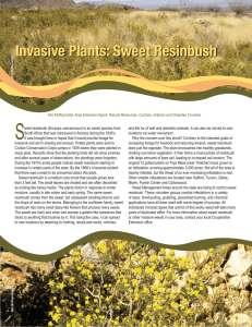 S Invasive Plants: Sweet Resinbush