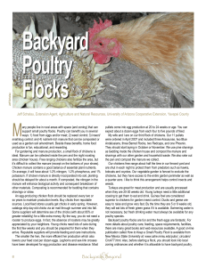 Backyard Poultry Flocks