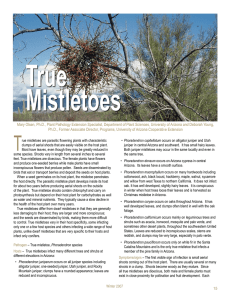 True Mistletoes